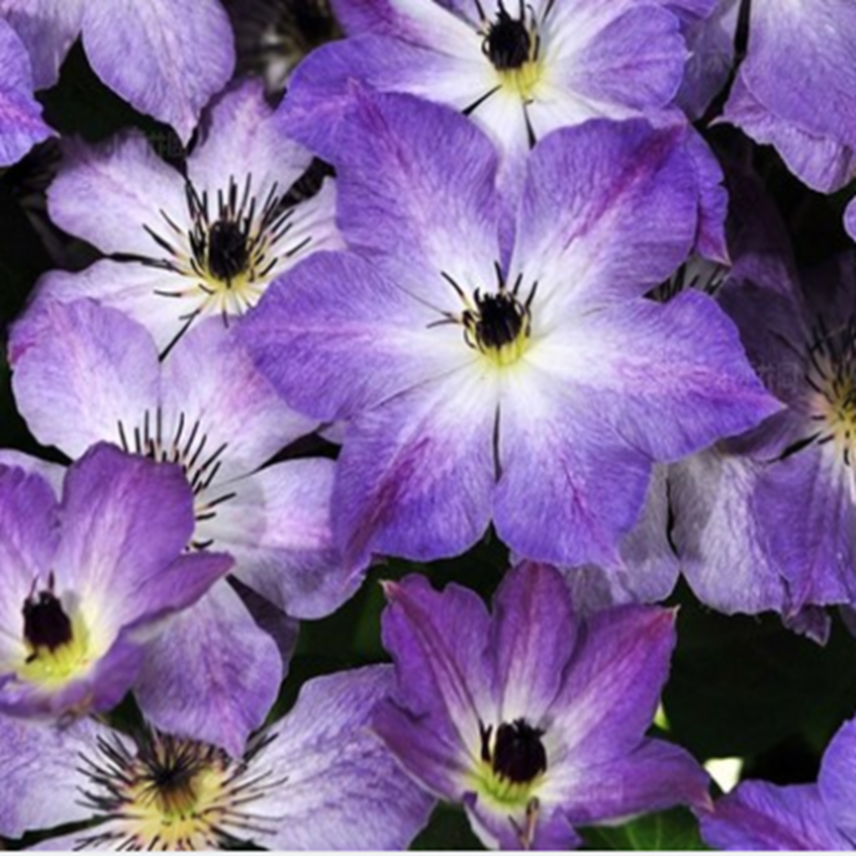 Клематис гибридный Клаудбарст